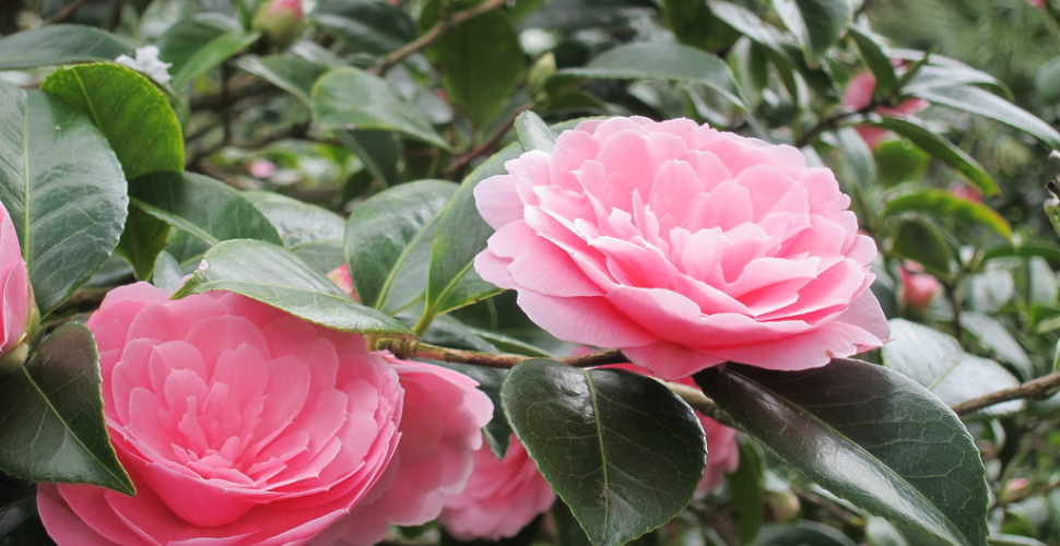 Mount Edgcumbe Camellia Trail